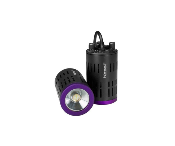 Saltwater | Aquatic Marine