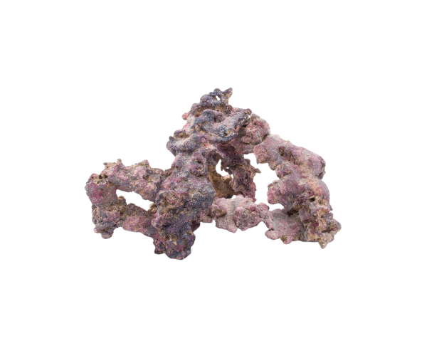 Life Rock | Aquatic Marine